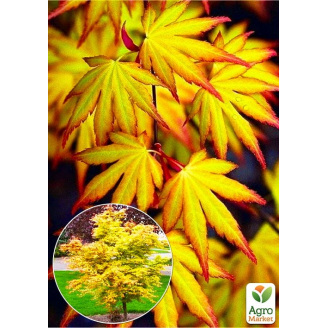 Клен японский пальмолистный Катсура (Acer pal. Katsura) контейнер Р9