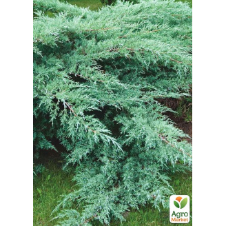 Ялівець віргінський Grey Owl (контейнер Р9, висота 10-15см)