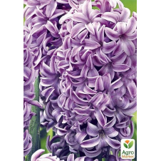 Гіацинт Splendid Cornelia 2шт в упаковці