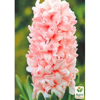 Гіацинт China Pink (розмір 15/16, великий) 2шт в упаковці