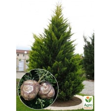 Кипарис Крупноплодный (Cupressus Macrocarpa) контейнер Р9