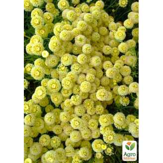 Сантолина розмаринолистная Lemon Fizz