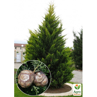 Кипарис Крупноплодный (Cupressus Macrocarpa) контейнер Р9