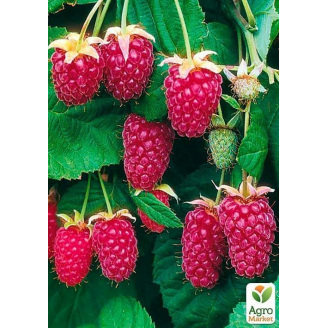 Малинно - ежевичный гибридЛоганберри торнлесс (Thornless Loganberry) (ранний срок созревания, бесшипный сорт)