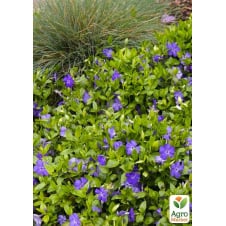 Барвинок малый Vinca Minor (морозостойкий почвопокровный многолетник)