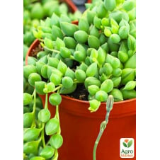 Крестовник Геррейна (Senecio Herreianus)