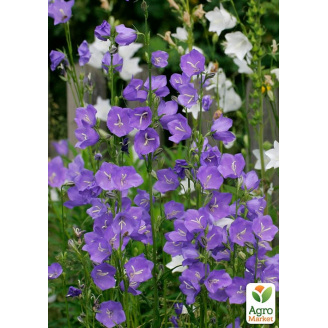 Колокольчик персиколистный Caerulea (обильноцветущий многолетник)