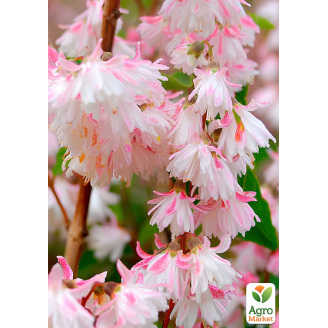 Дейция шершавая Codsall Pink