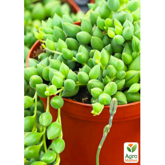 Крестовник Геррейна (Senecio Herreianus)