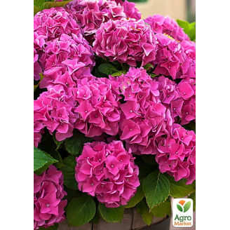 LMTD Гортензія великолистна квітуча 3-річна Jip Pink (30-40см)