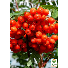 Рябина шведская красная (Sorbus intermedia)