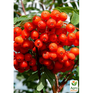 Рябина шведская красная (Sorbus intermedia)
