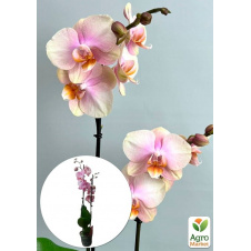 Орхідея (Phalaenopsis) Dutch Diva