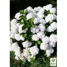 Гортензия крупнолистная 2-х летняя Doppio Bianco высота саженца 25-45см