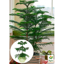 Араукарія (Araucaria heterophylla) кімнатна ялина (висота 30-45см)