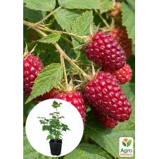 Ежемалина Boysenberry 2х-летняя укорененная в контейнере