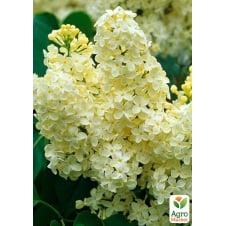 Сирень 2-х летняя жёлтая Primrose, С1.5