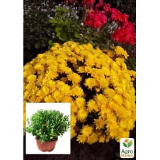Хризантема Садова Yellow Mamount (висота 30-50см)
