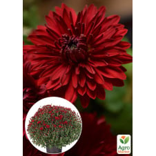 Хризантема Садова Carmina Red (висота 30-50см)