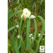 Евкаліпт Цитрусовий Eucalyptus Citriodora (цитрусовий аромат з ноткою бальзаму)
