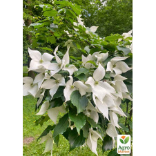 Дерен Коуза (Cornus kousa) Кизил Японский