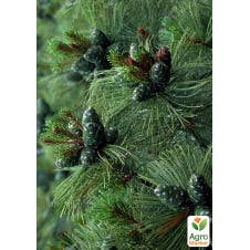 Сосна кедрова сланка (Pinus pumila)