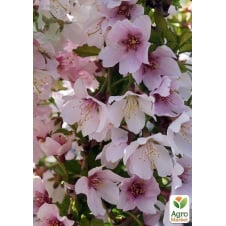 Сакура кущова (Prunus incisa) Kojou-no-mai