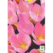 Крокус крупноцветковый Zonatus (размер 7/8 , крупный)