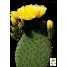 Кактус Опунция (Opuntia Rufida) (Нидерланды)
