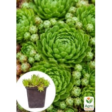 Молодило покрівельне (Sempervivum tectorum) у горщику P9
