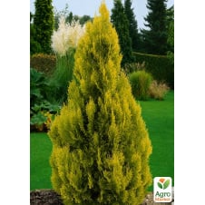 Туя західна Golden Anne (горщик P9, 12-15 см)