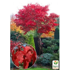 Клён приречный Гиннала (Acer tataricum s. ginnala) в горшке P9