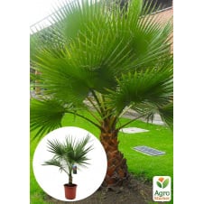 LMTD Пальма Washingtonia Filifera висота 40-60см