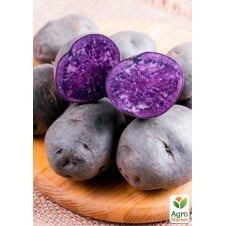 Семенной картофель «Солоха», раннеспелый, с фиолетовой мякотью (1-я репродукция), 0,5 кг
