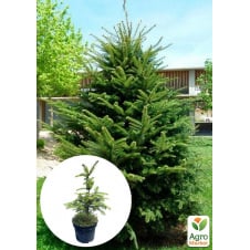 Ялиця біла 5-річна (Abies alba) C5, висота 30-40 см