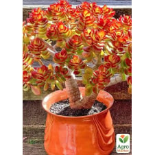 Денежное дерево Crassula Ovata Minor (крассула, толстянка)