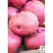 Насіннєва картопля Есмі рання (1 репродукція) 1 кг