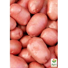 Насіннєва картопля Есмі рання (1 репродукція) 10 кг