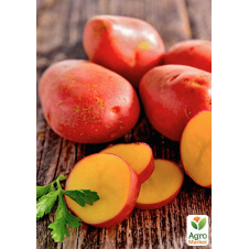Картофель семенной Эволюшен ранний (1-я репродукция) 1 кг