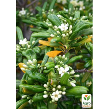 Піттоспорум Тобіра (Pittosporum Tobira) — австралійський лавр (вічнозелений, з високими декоративними якостями)