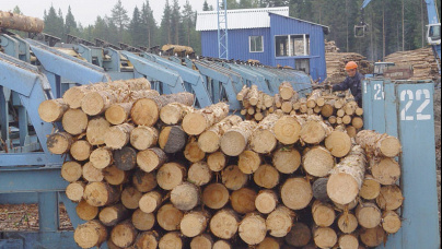 Купить лесоматериалы. Как измерить объем лесоматериала?