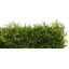 Искусственный газон Domo FUNgrass Sensa Verde Киев