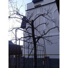 Обрізка дерев саду Київ