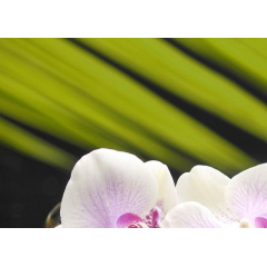 Плитка керамическая BELANI Панно Орхидея 1 35х25 см фисташковый Житомир