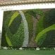 Огород на стене: Киев захлестнула мода на вертикальные сады