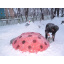 Формирование свежевыпавшего снега Киев