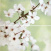 Плитка Opoczno Early Spring panno flower 59,4x60 см