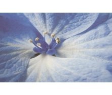 Плитка декоративна Paradyz Acapulco Blue Inserto Kwiat 250х400х8,1 мм