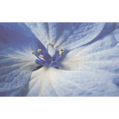 Плитка декоративна Paradyz Acapulco Blue Inserto Kwiat 250х400х8,1 мм Харків