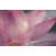 Плитка декоративная Paradyz Acapulco Rosa Inserto Kwiat 250х400х8,1 мм